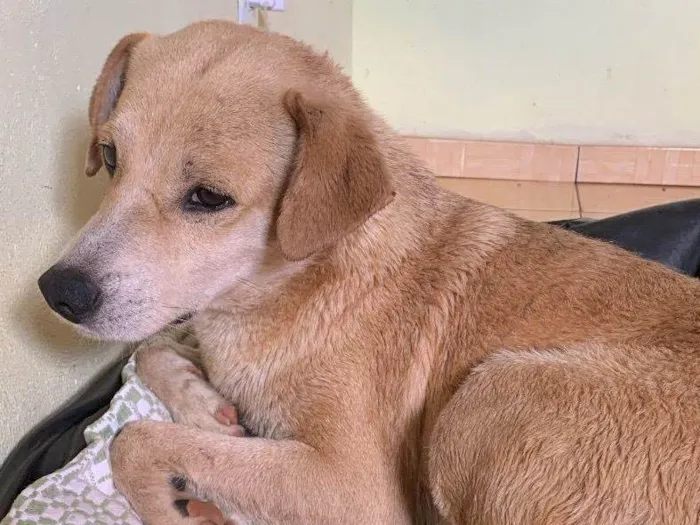 Cachorro ra a SRD-ViraLata idade 2 anos nome Leonardo