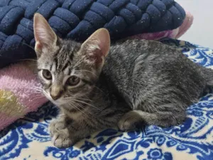 Gato raça SRD-ViraLata idade 2 a 6 meses nome MAYLA