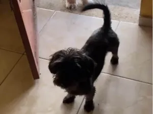 Cachorro raça SRD-ViraLata idade 4 anos nome Bud e Leo