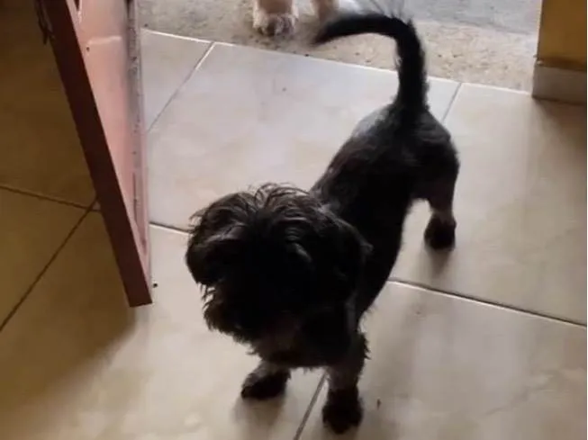 Cachorro ra a SRD-ViraLata idade 4 anos nome Bud e Leo