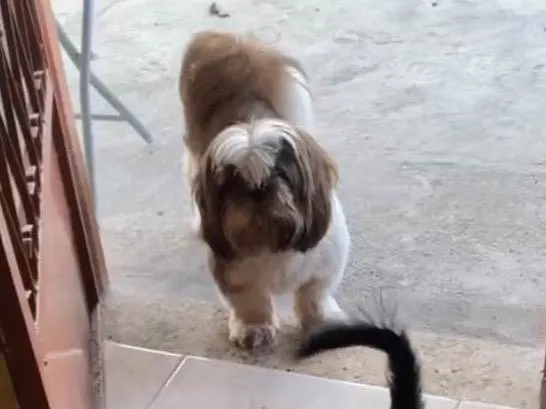 Cachorro ra a SRD-ViraLata idade 4 anos nome Bud e Leo