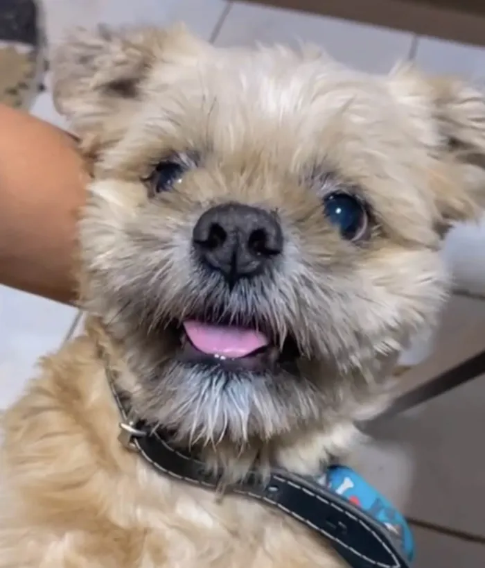Cachorro ra a Mestico  idade 7 a 11 meses nome Otto