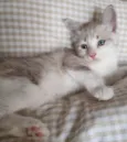 Beje