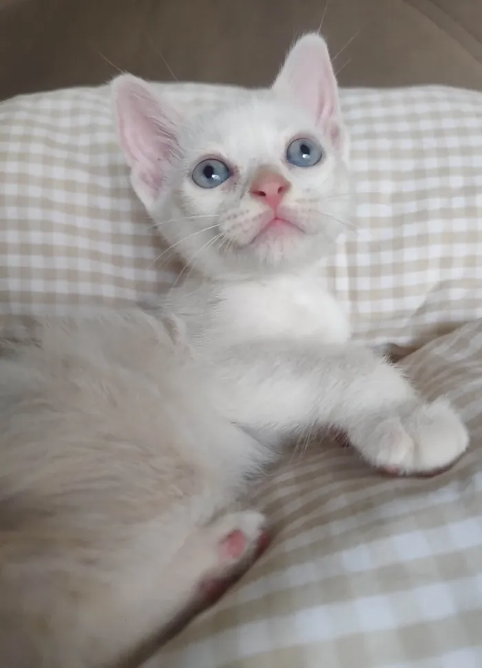 Gato ra a SRD-ViraLata idade 2 a 6 meses nome Branco 