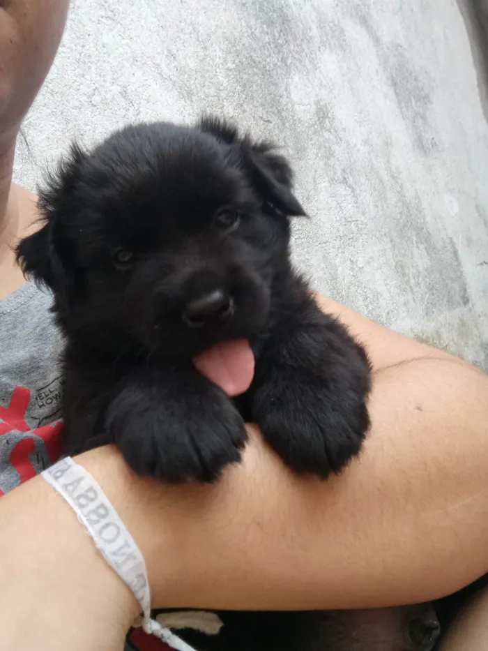 Cachorro ra a SRD-ViraLata idade Abaixo de 2 meses nome Trovão