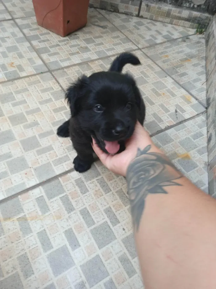 Cachorro ra a SRD-ViraLata idade Abaixo de 2 meses nome Trovão