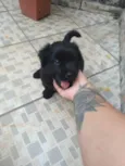 Trovão