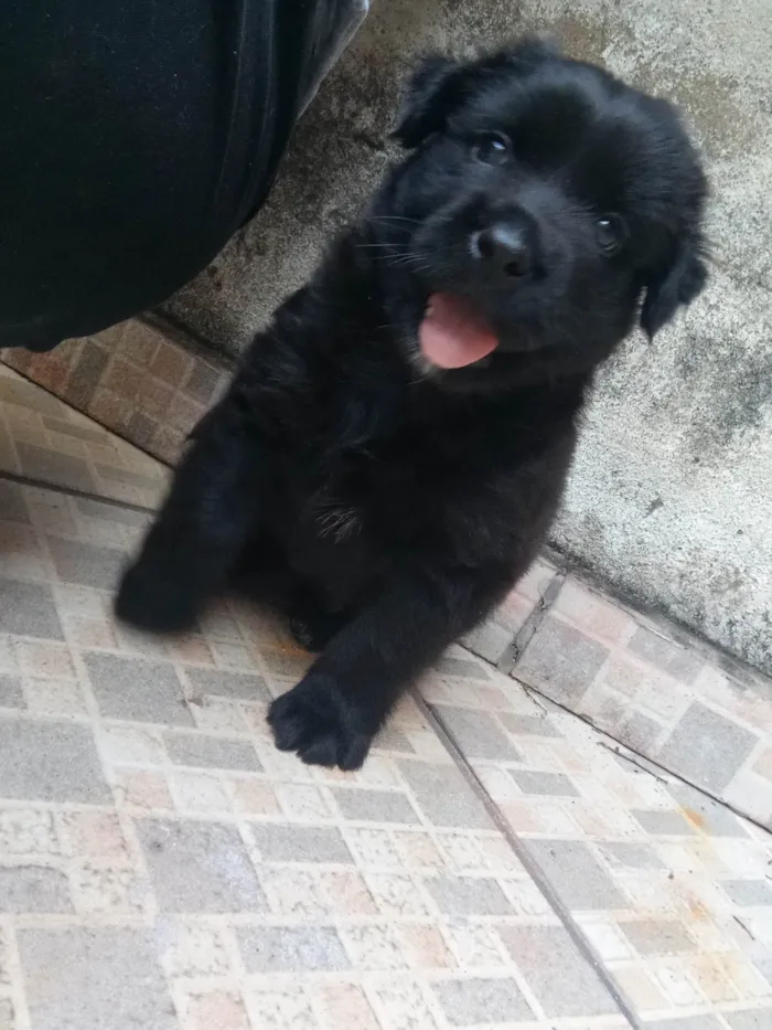 Cachorro ra a SRD-ViraLata idade Abaixo de 2 meses nome Trovão