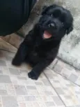 Trovão