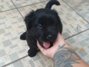 Cachorro raça SRD-ViraLata idade Abaixo de 2 meses nome Trovão