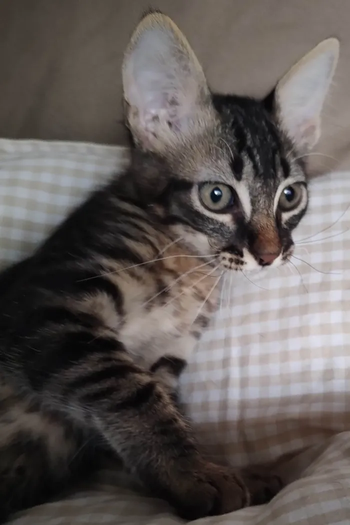 Gato ra a SRD-ViraLata idade 2 a 6 meses nome Rajado