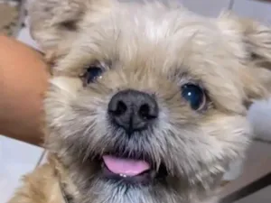 Cachorro raça Mestico  idade 7 a 11 meses nome Otto