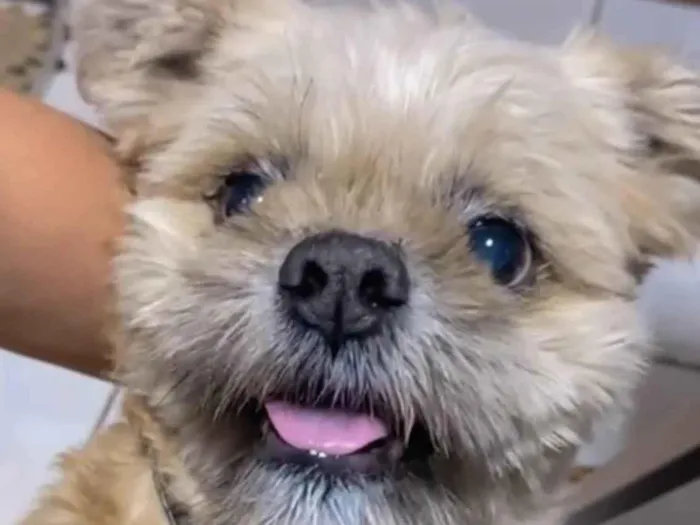 Cachorro ra a Mestico  idade 7 a 11 meses nome Otto