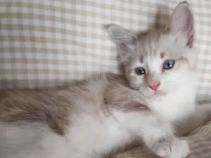 Gato raça SRD-ViraLata idade 2 a 6 meses nome Beje