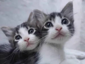 Gato raça SRD-ViraLata idade 2 a 6 meses nome Bicolor 
