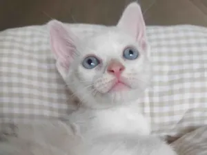 Gato raça SRD-ViraLata idade 2 a 6 meses nome Branco 