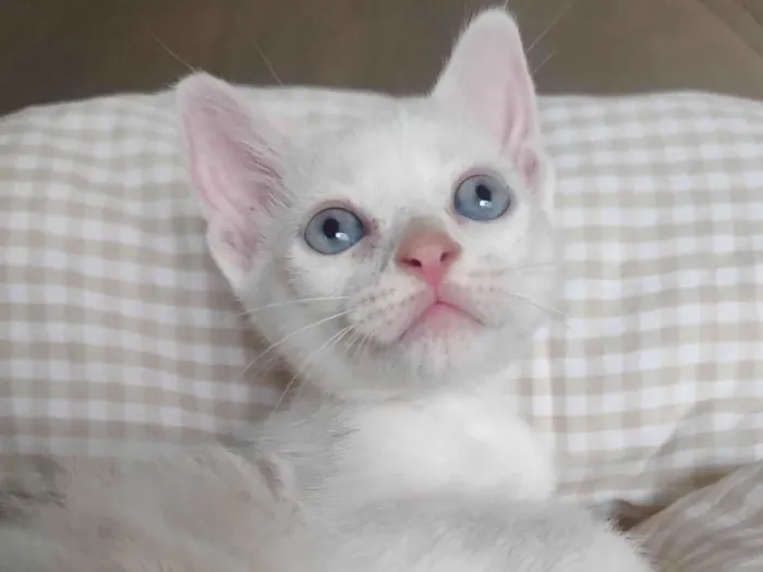 Gato ra a SRD-ViraLata idade 2 a 6 meses nome Branco 