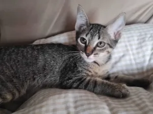 Gato raça SRD-ViraLata idade 2 a 6 meses nome Rajada