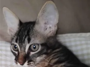 Gato raça SRD-ViraLata idade 2 a 6 meses nome Rajado