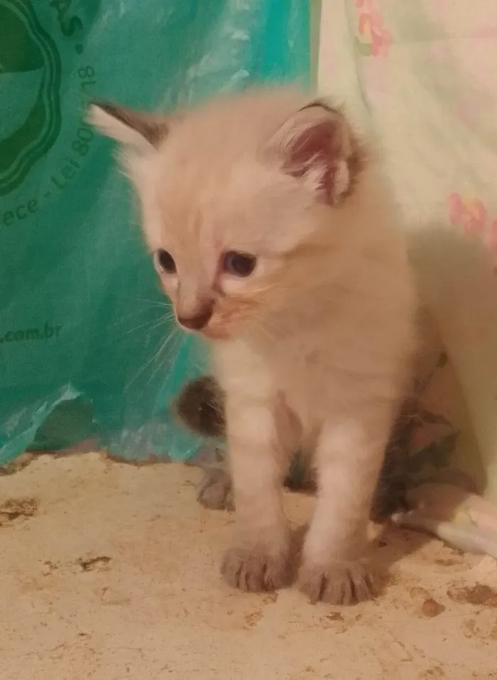 Gato ra a Srd idade Abaixo de 2 meses nome ............