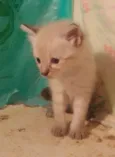 ............