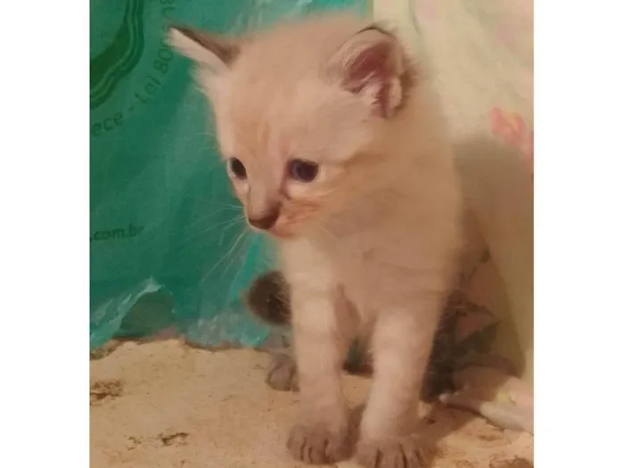 Gato ra a Srd idade Abaixo de 2 meses nome ............