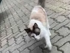Gato raça SRD-ViraLata idade 2 a 6 meses nome MIMI