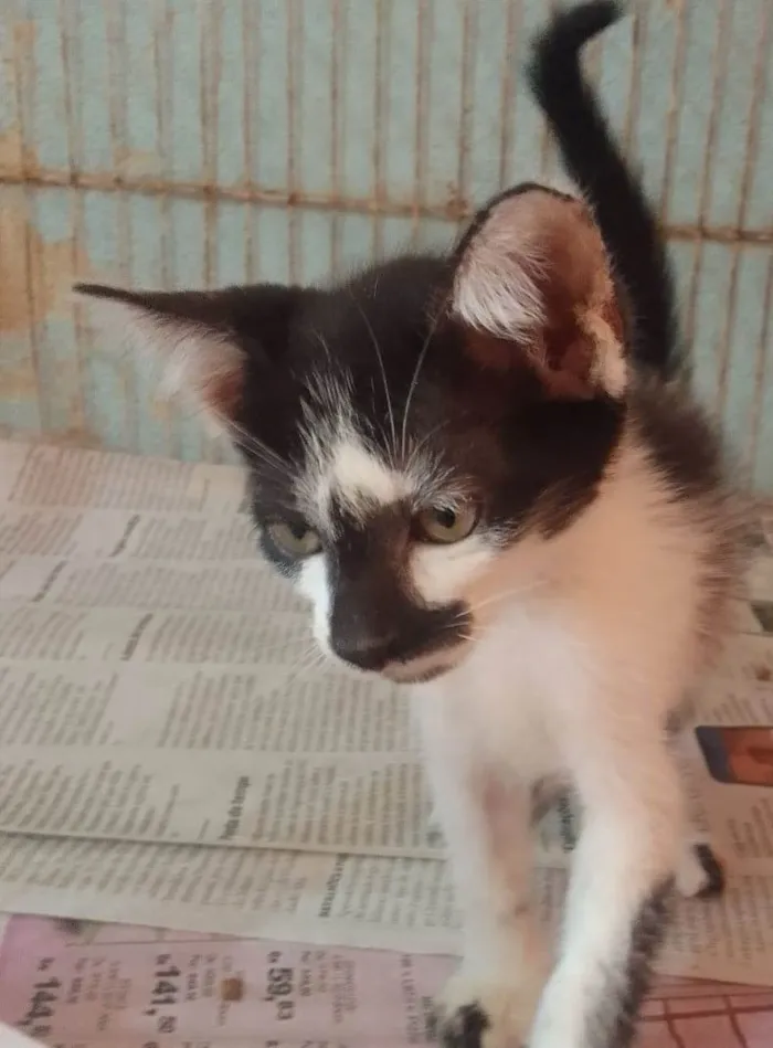 Gato ra a Srd idade 2 a 6 meses nome ......
