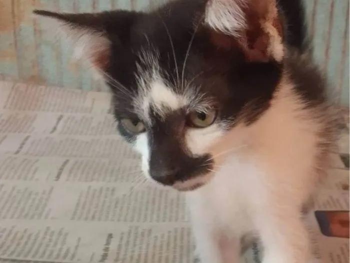 Gato ra a Srd idade 2 a 6 meses nome ......