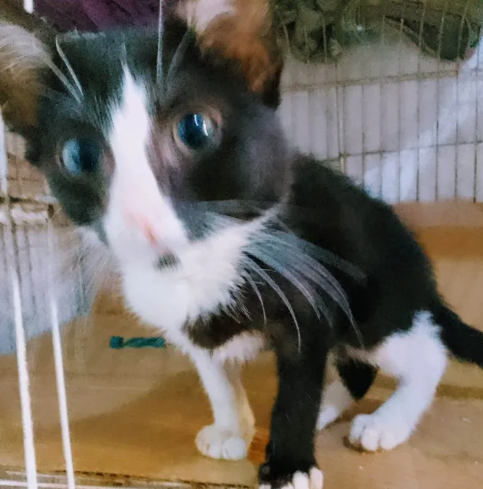 Gato ra a Srd  idade 2 a 6 meses nome .........