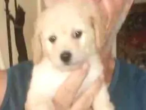 Cachorro raça Poodle  idade 2 a 6 meses nome Cloe