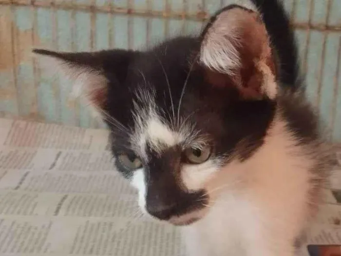 Gato ra a Srd idade 2 a 6 meses nome ......