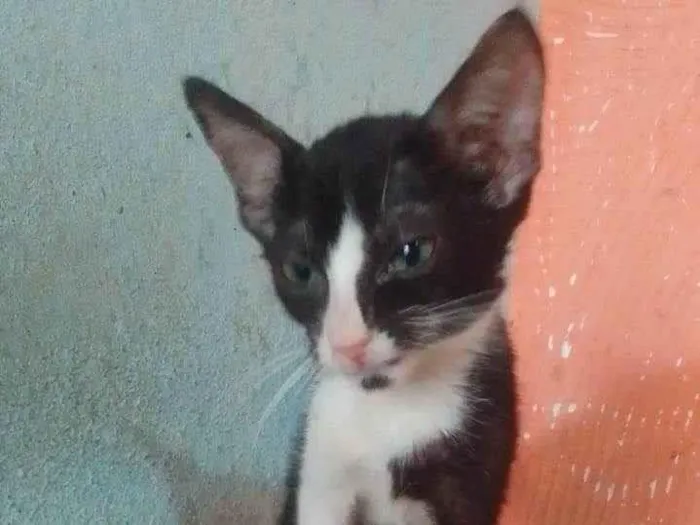 Gato ra a Srd  idade 2 a 6 meses nome .........