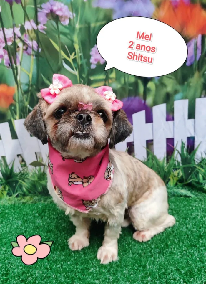 Cachorro ra a Shitzu idade 2 anos nome Mel