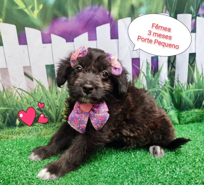Cachorro ra a SRD-ViraLata idade 2 a 6 meses nome Maite 