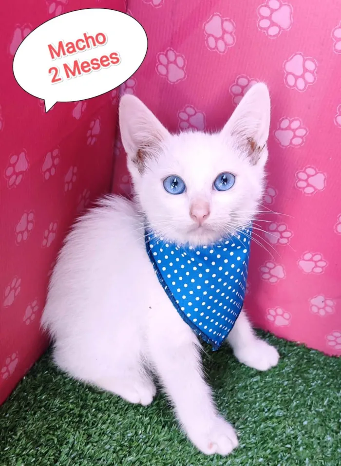 Gato ra a SRD-ViraLata idade 2 a 6 meses nome Peludinho 