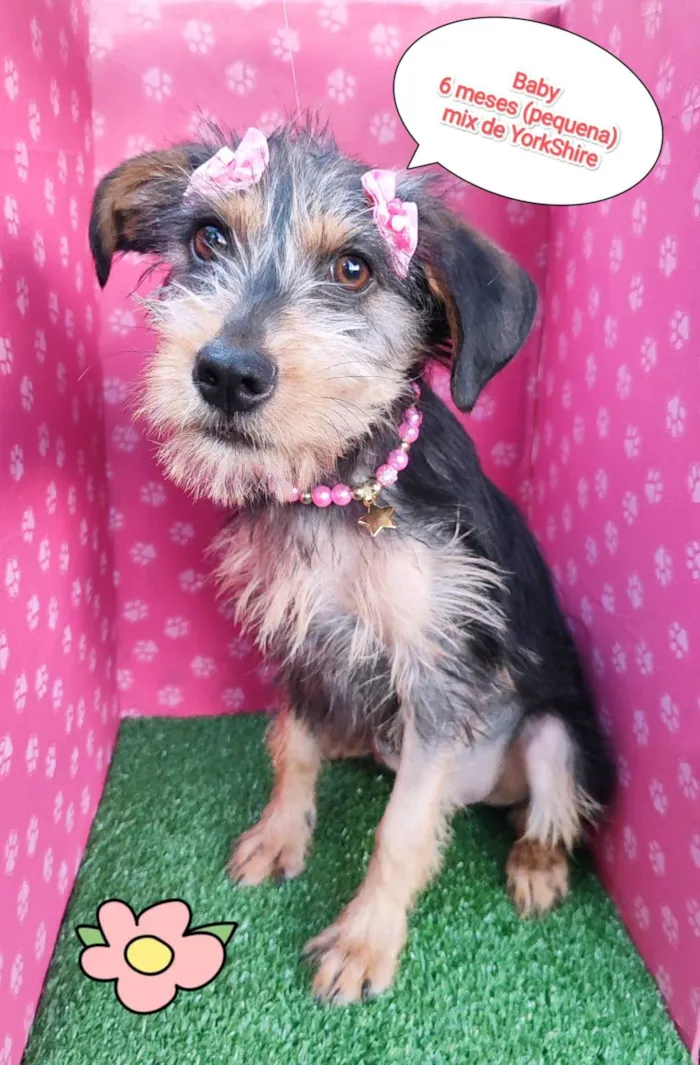 Cachorro ra a Mix York  idade 2 a 6 meses nome Baby
