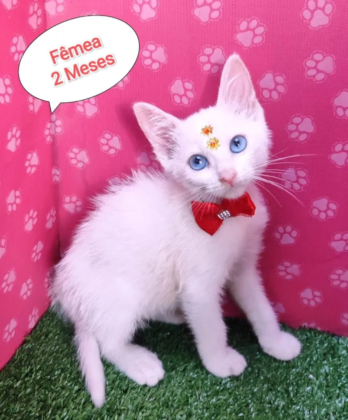 Gato ra a SRD-ViraLata idade 2 a 6 meses nome Ursula 