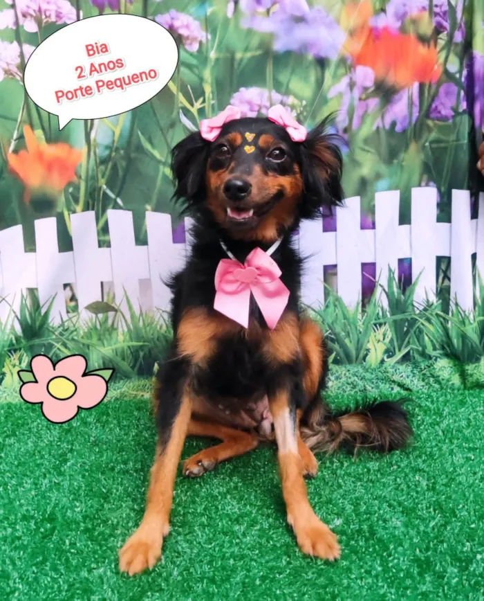 Cachorro ra a SRD-ViraLata idade 2 anos nome Bia 