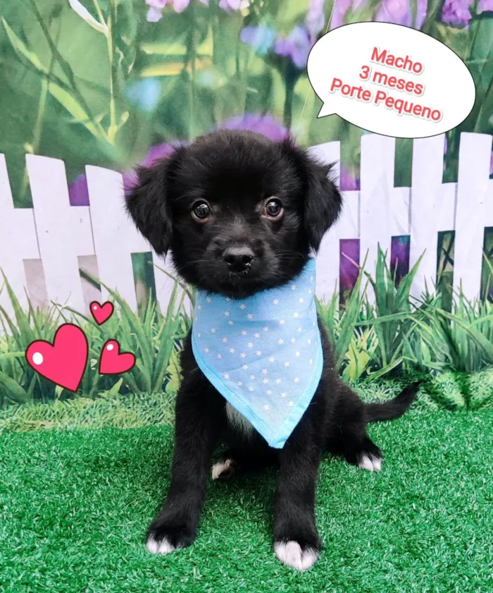 Cachorro ra a SRD-ViraLata idade 2 a 6 meses nome João 