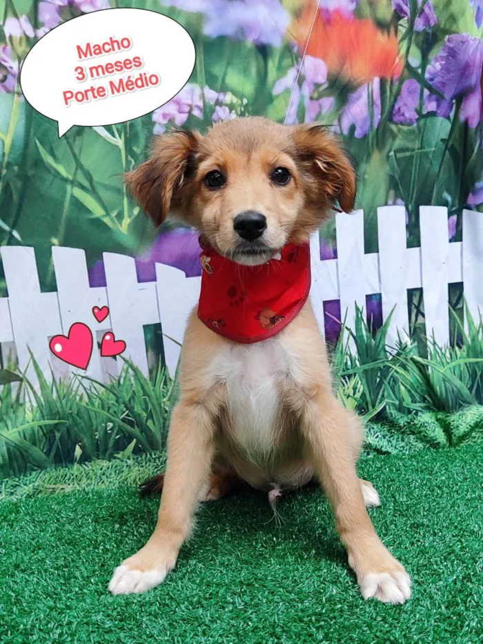 Cachorro ra a SRD-ViraLata idade 2 a 6 meses nome Hércules 