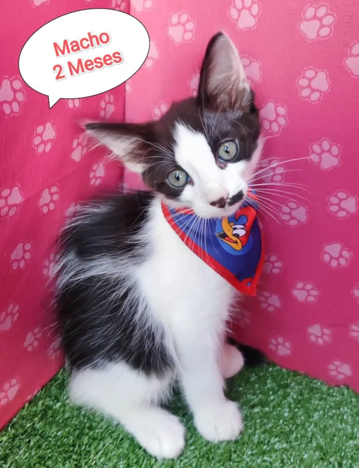 Gato ra a SRD-ViraLata idade 2 a 6 meses nome Luan