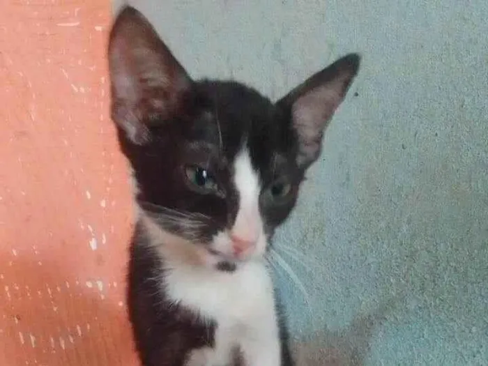 Gato ra a Srd  idade 2 a 6 meses nome .........