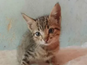 Gato raça Srd idade 2 a 6 meses nome ........