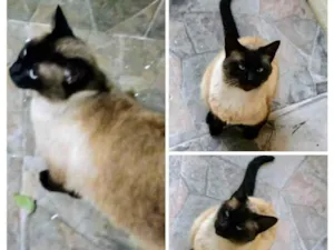 Gato raça Siamês idade 3 anos nome Gatinha fêmea 