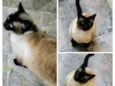 Gatinha fêmea