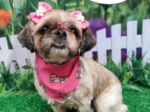 Cachorro raça Shitzu idade 2 anos nome Mel