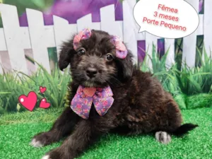 Cachorro raça SRD-ViraLata idade 2 a 6 meses nome Maite 