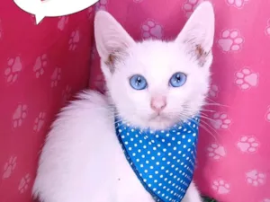 Gato raça SRD-ViraLata idade 2 a 6 meses nome Peludinho 