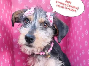 Cachorro raça Mix York  idade 2 a 6 meses nome Baby
